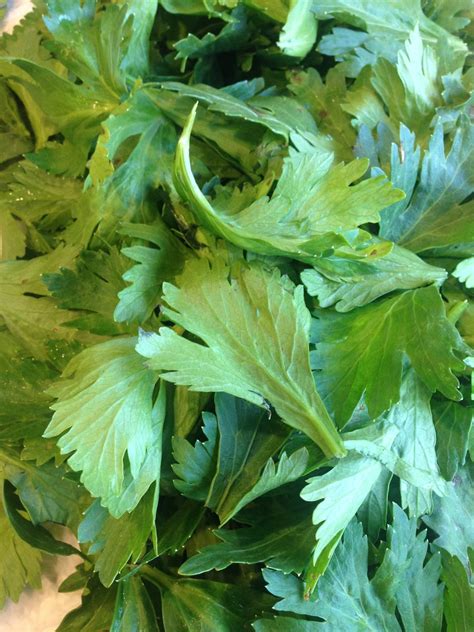 Boomerang Kitchen Celery Leaf Pesto