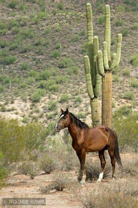 A Brown Horse Standing Next To A Tall Cactus