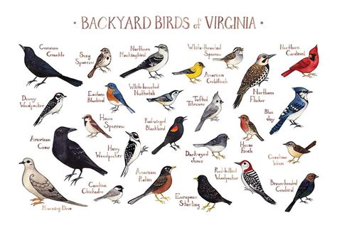Virginia Backyard Birds Field Guide Art Print Bird Identification