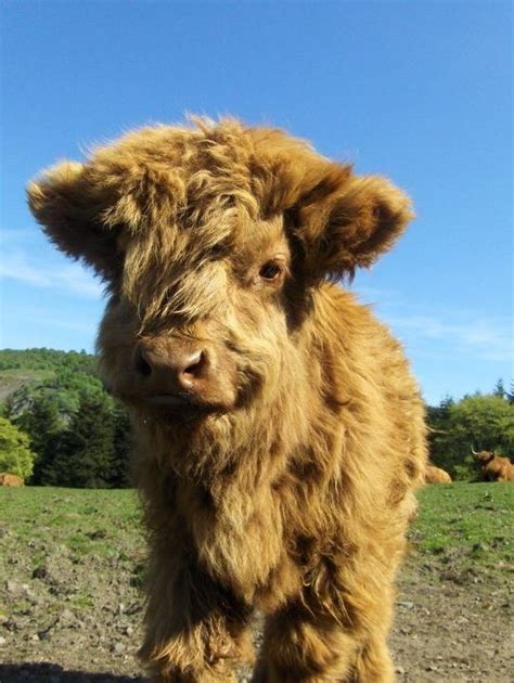 Baby Highland Cow Scotland Fluffy Cows Animals Baby Highland Cow