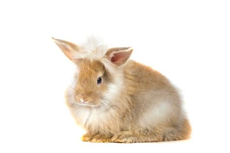 546 Baby Rabbit Eating Carrot White Background Stock Photos Free