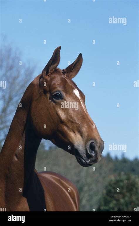 Oldenburger Horse German Warmblood Equus Przewalskii F Caballus