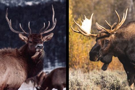 Elk Vs Deer Comparison Size Habitat Meat And Main Differences