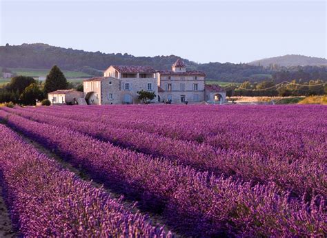 Lavender Fields Provence France