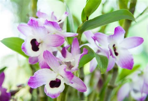 Dendrobium Orchid Care And Growing Tips Uk