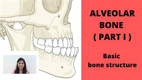 Alveolar Bone Part I Ii Basic Structure Of Bone Youtube
