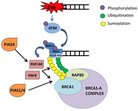 The Brca1 And Brca2 Breast And Ovarian Cancer Susceptibility Genes