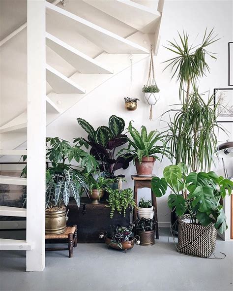 10 Beautiful Ways To Decorate Indoor Plant In Living Room