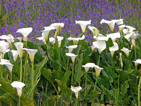 South African Flowers Calla Lily African Plants