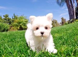 We did not find results for: What is the price of a Maltese puppy in India? - Quora