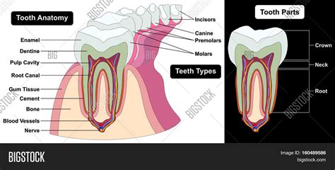 Human Tooth Cross Image And Photo Free Trial Bigstock