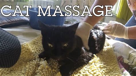 Cat Massage For Perfect Purring Asmr Youtube