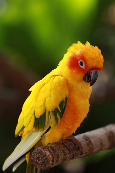 Free Cute Parrot Stock Photo
