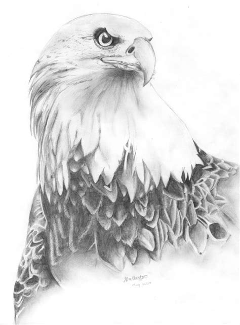 To see another being soar through the air is nothing short of majestic. Calamari Paint | Eagle drawing, Bird sketch, Bird drawings