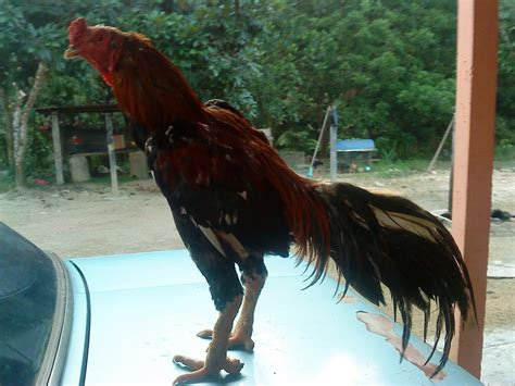 Download mp3 toophat anak ayam gratis, ada 20 daftar lagu sia yang bisa anda download. Ayam Sabung Selama: Ayam Sabung baka Thailand - Too On