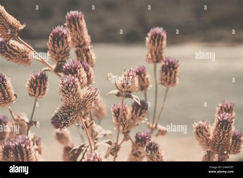 A Group Of Amaranth Flowers In The Blurred Background Stock Photo Alamy