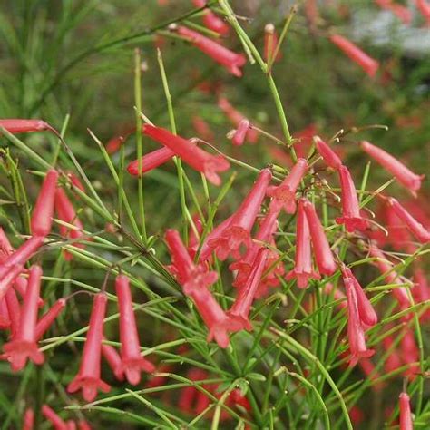 Maybe you would like to learn more about one of these? Russelia equisetiformis (Firecracker Plant, Coral Plant ...