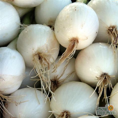 Onion Seeds White Sweet Spanish Sow True Seed
