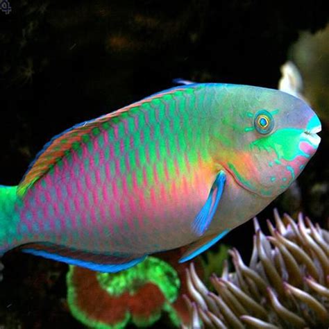 Parrot fish baby, parrot fish eggs hatching, how to care parrot fish eggs baby , how to hatch parrot fish successfully. Parrotfish - Quoyi (Scarus quoyi) | Beautiful fish ...