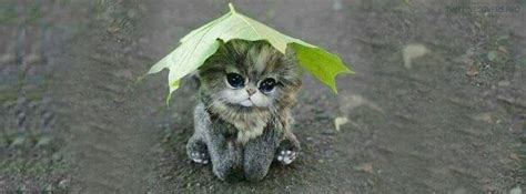 Within three sentences he gives an exhaustive picture of one of the melancholic rainy evenings when time goes by so slowly. Cute Little Cat in The Rain Facebook cover | Cute animals ...