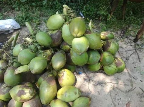 A Grade Solid Coconut Packaging Size 600gm 15kg Coconut Size
