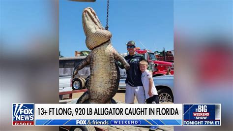 ‘totally Surreal Alligator Catch In Florida Makes State History Fox