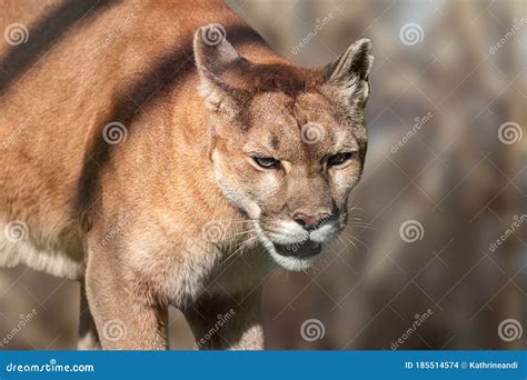 Cougar Big Strong Wild Cat Animal Walking Close Up Stock Photo Image