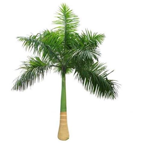 Royal Palm Plant Cuban Royal Palm Tree Roystonea Regia Palm