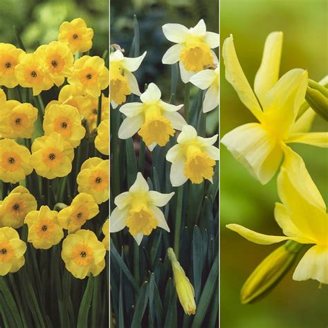 Buy Rhs Agm Daffodil Collection Award Winning Scented Miniature