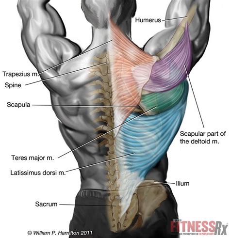upper back muscles anatomy