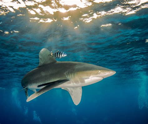 Oceanic Whitetip Shark Carcharhinus Longimanus Angari Foundation
