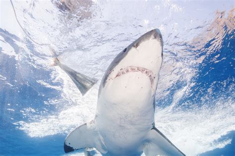 Keep checking rotten tomatoes for updates! Massive 1,000-pound Great White Shark Caught by Fisherman ...