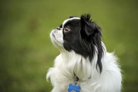 Japanese Chin Dog Breed Information Pictures Characteristics And Facts