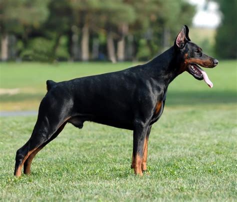Dobermann Breed Profile Australian Dog Lover