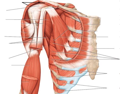 Anterior Deep View Of Chest And Shoulder Muscles Quiz