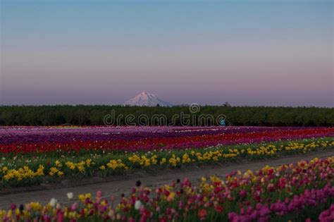 Mt Hood And Tulip Field At Twilight Stock Photo Image Of Mountain