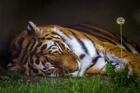 Sleepy Tiger A Very Sleepy Amur Tiger Taken At The Zoo In Flickr
