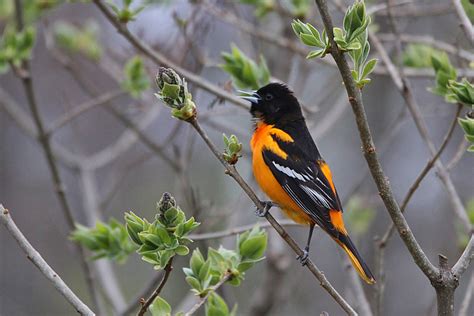 Male Baltimore Oriole They Have Arrived In Our Yard Two Flickr