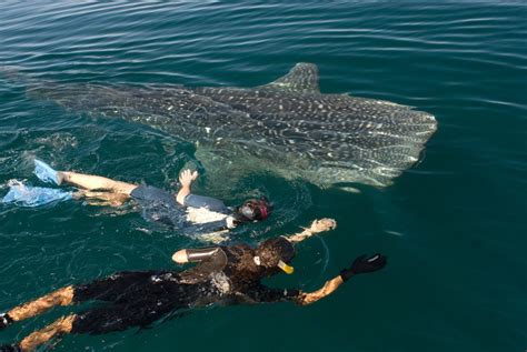 Each winter, the gray whales of the pacific migrate from the cold waters of alaska to the tropical waters of mexico to breed from december through april. Whale of an Adventure in La Paz, Baja California Sur - The ...