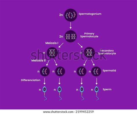 Structure Spermatogenesis Cell Division Human Reproductive Stock Vector