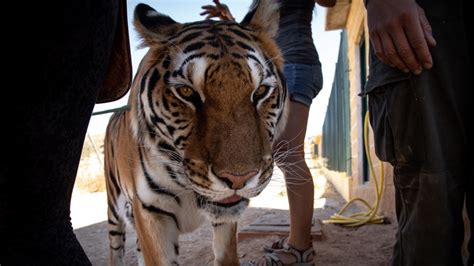 More Tigers In Captivity Than In The Wild New Report Highlights News