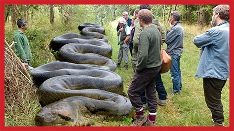 World Biggest Giant Snake Anaconda Biggest Snake Ever Giant Snake