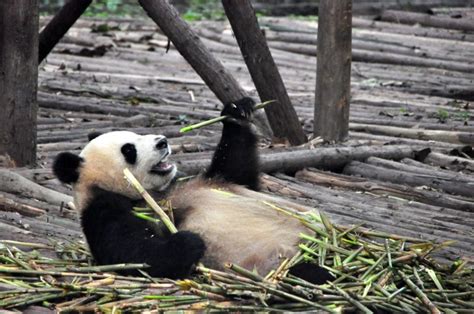 Giant Pandas Are No Longer Endangered Says Chinafrequent Business