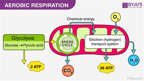 Aerobic And Anaerobic Respiration Major Differences