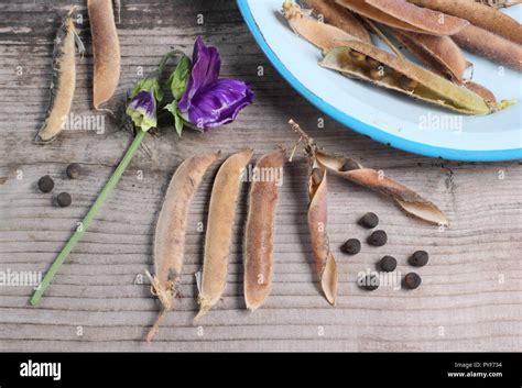 Flat Seed Pods High Resolution Stock Photography And Images Alamy