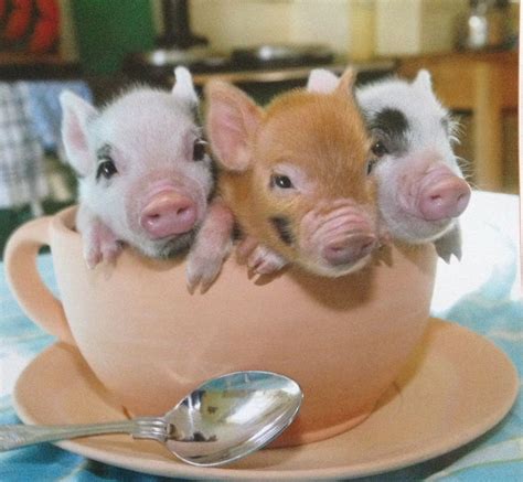 Teacup Pigs Pet Pigs Cute Piglets Baby Pigs
