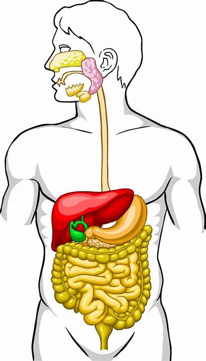 System Digestive Human Diagram Anatomy Unlabeled Yoga