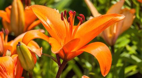 16 Types Of Orange Lilies For Bright Garden Color