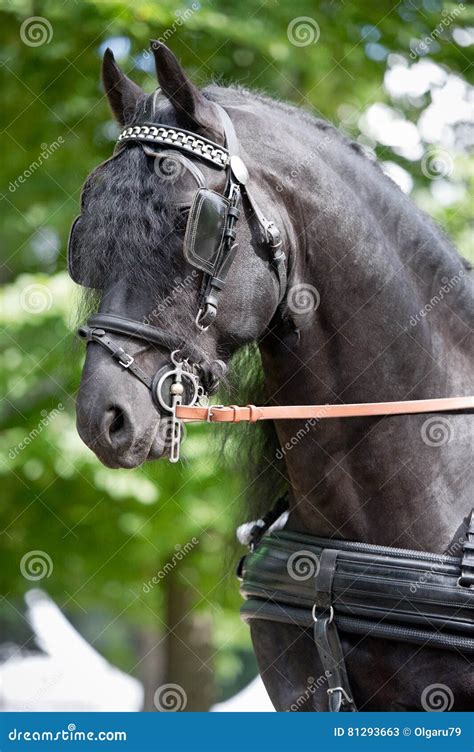 Friesian Carriage Horse Stock Image 2750899
