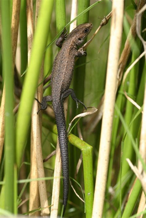 Printable Factsheet Common Lizard Young Peoples Trust For The